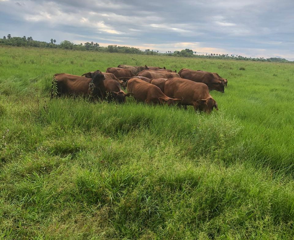 FINCA AGRO-GANADERA OPORTUNIDAD ÚNICA EN VILLANUEVA, CASANARE