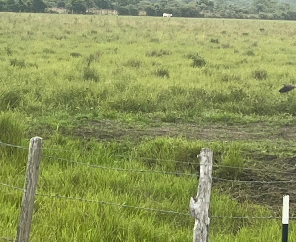 FINCA AGRO-GANADERA OPORTUNIDAD ÚNICA EN VILLANUEVA, CASANARE