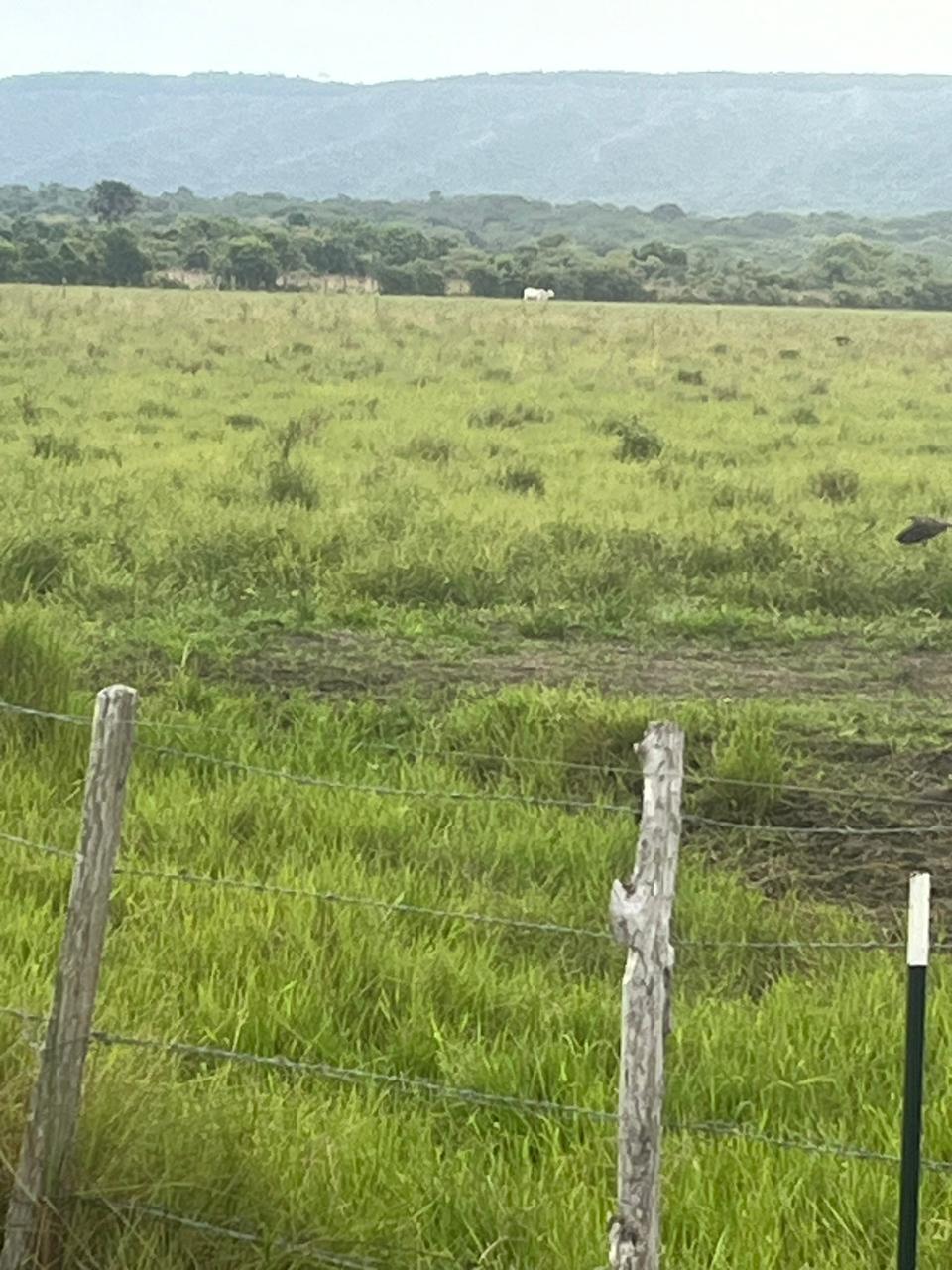 305071220260301041354 FINCA AGRO-GANADERA OPORTUNIDAD ÚNICA EN VILLANUEVA, CASANARE