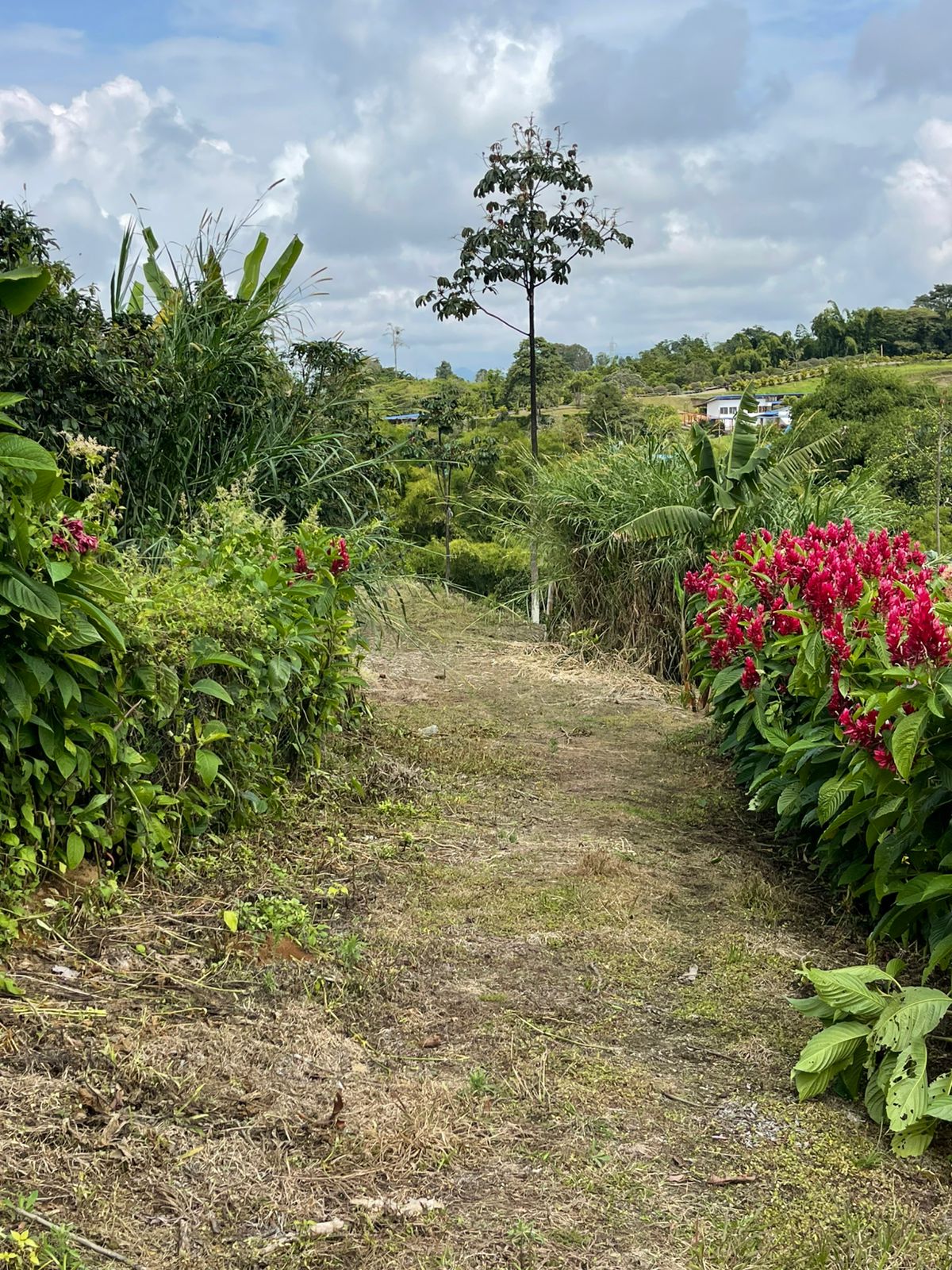 VENTA DE LOTE VÍA CONDINA
