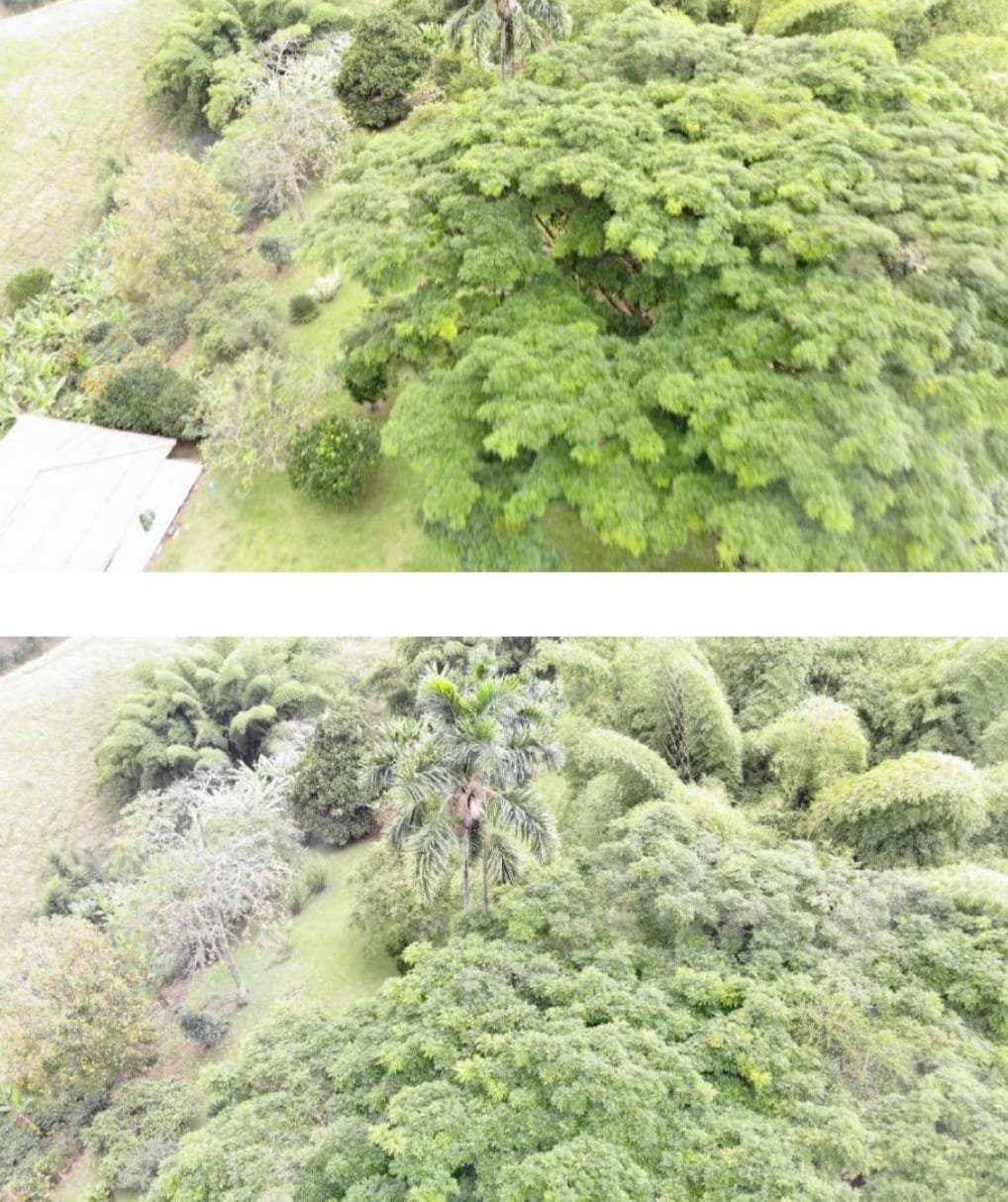 ALQUILER DE FINCA VEREDA EL CONGOLO VIA CONDINA PEREIRA