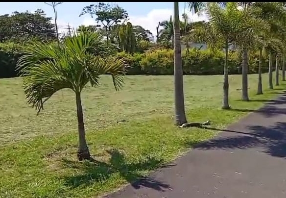 VENDO LOTE VIA CERRITOS LA VIRGINIA PEREIRA