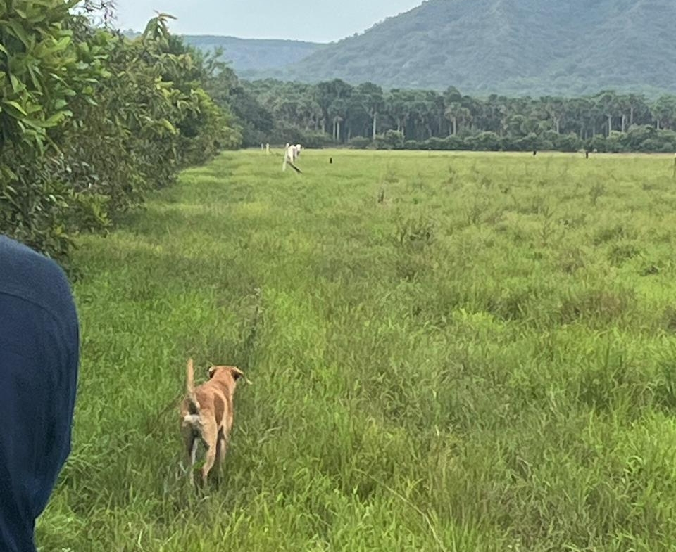 FINCA AGRO-GANADERA OPORTUNIDAD ÚNICA EN VILLANUEVA, CASANARE