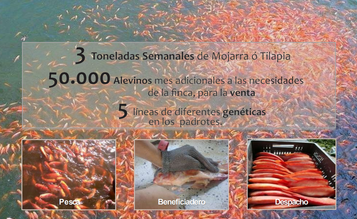 VENTA FINCA 263 HECT. EN VILLA NUEVA CASANARE