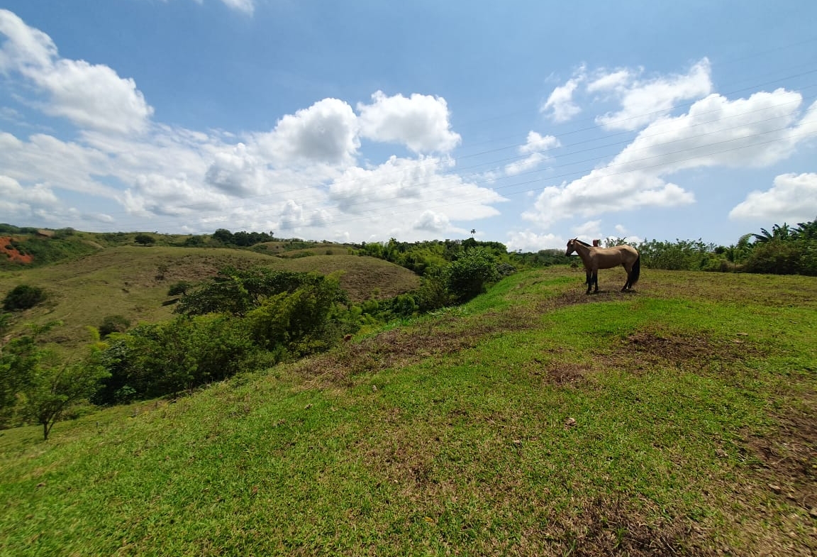 EN VENTA LOTE CERRITOS PEREIRA 13.000 M2