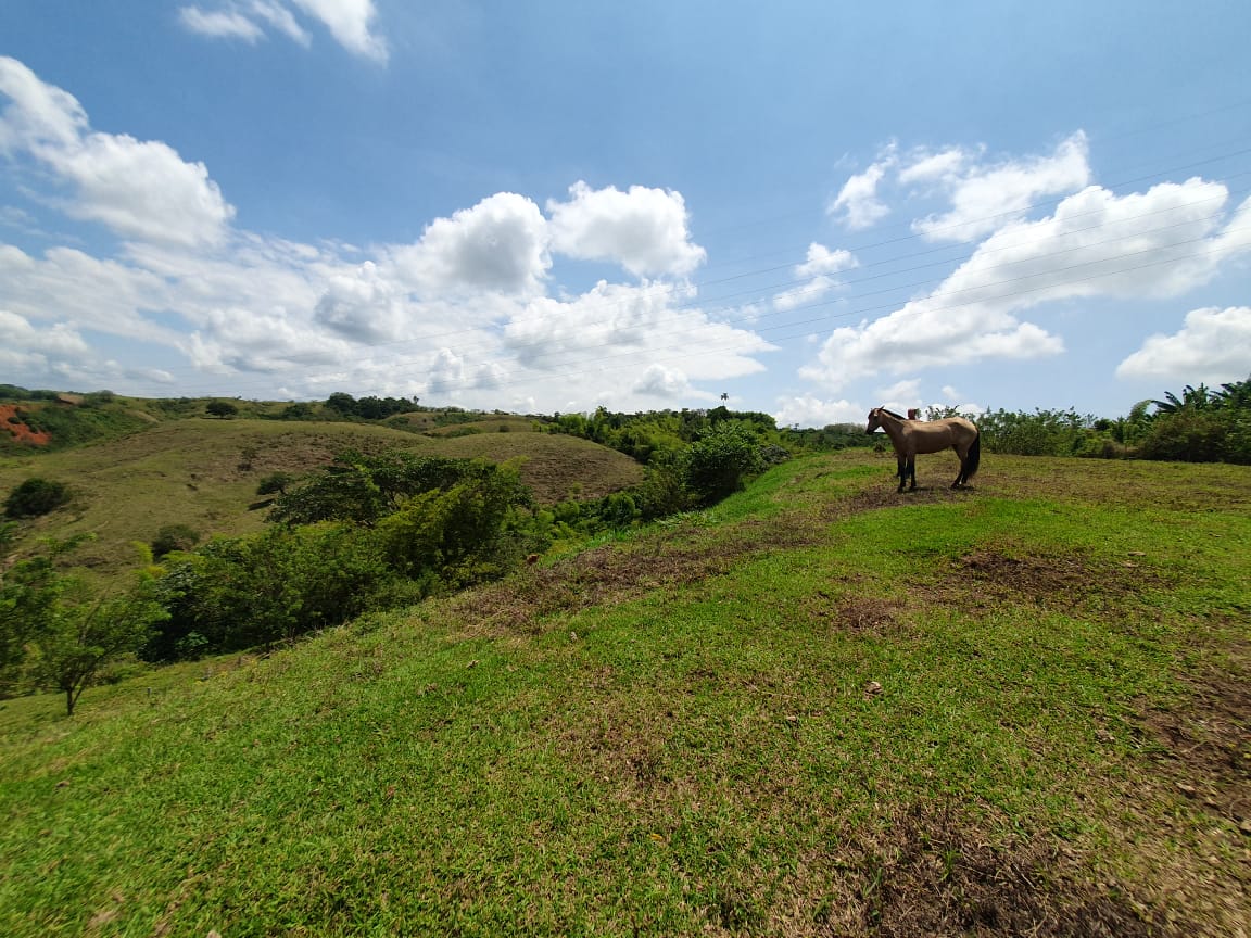 EN VENTA LOTE CERRITOS PEREIRA 13.000 M2
