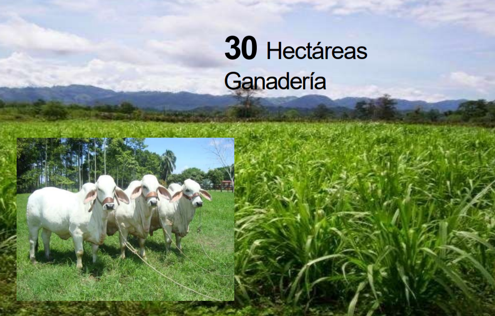 VENTA FINCA 263 HECT. EN VILLA NUEVA CASANARE