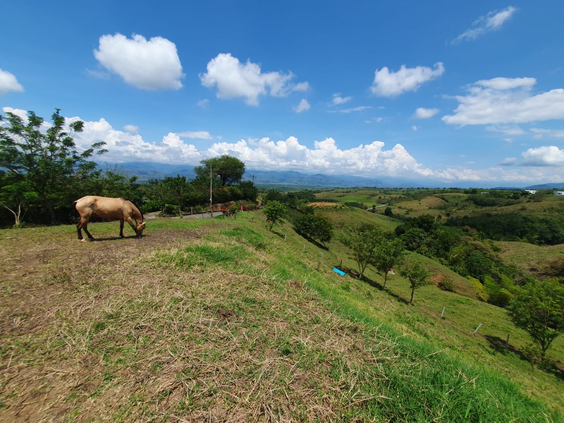 EN VENTA LOTE CERRITOS PEREIRA 13.000 M2