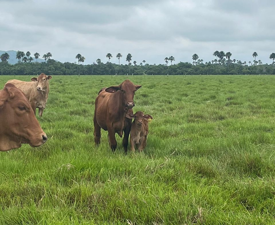 FINCA AGRO-GANADERA OPORTUNIDAD ÚNICA EN VILLANUEVA, CASANARE