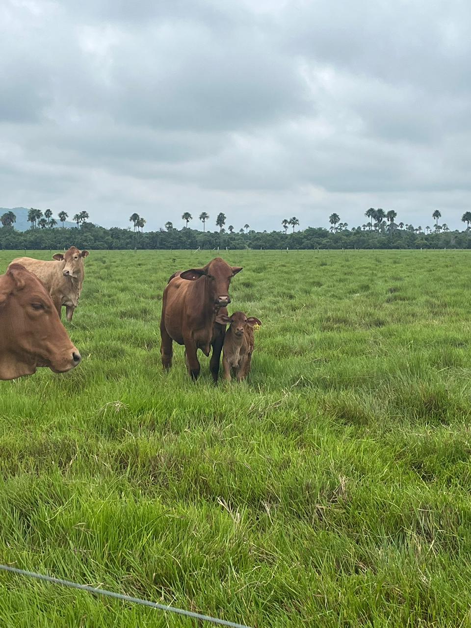 30507920260301041353 FINCA AGRO-GANADERA OPORTUNIDAD ÚNICA EN VILLANUEVA, CASANARE